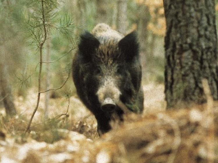Cinghiale